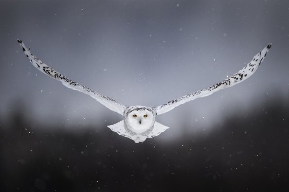 White Snow Owl Flying