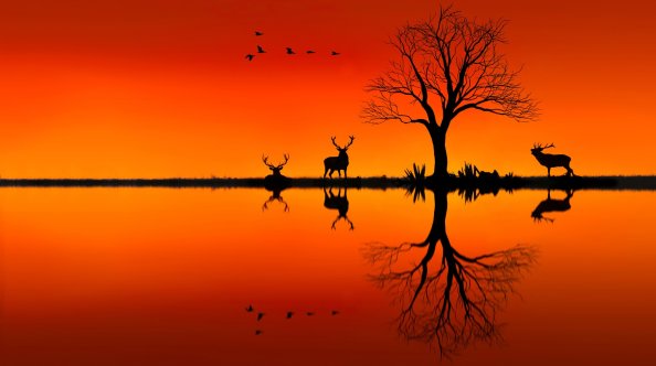 Elk On Horizon Sunset Evening