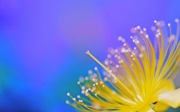 Spring Nature