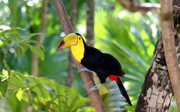 Toucan Bird Forest
