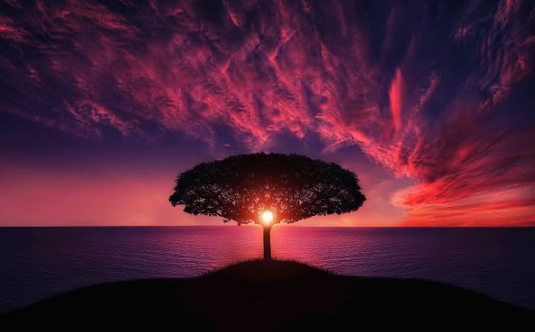 Sunset Tree Red Ocean Sky
