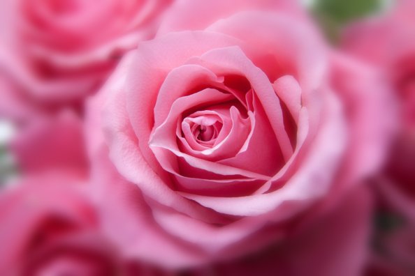 Pink Rose HD
