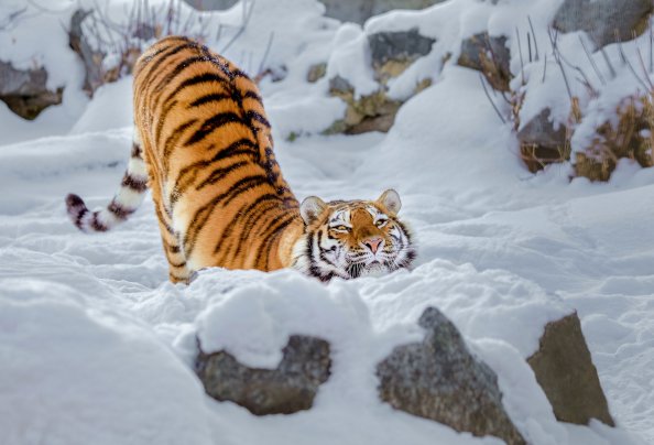 Tiger Snow