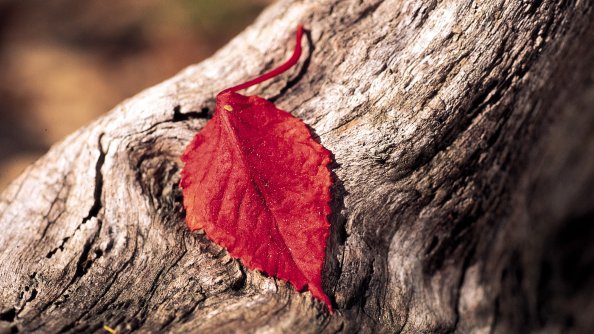 Red Leaf