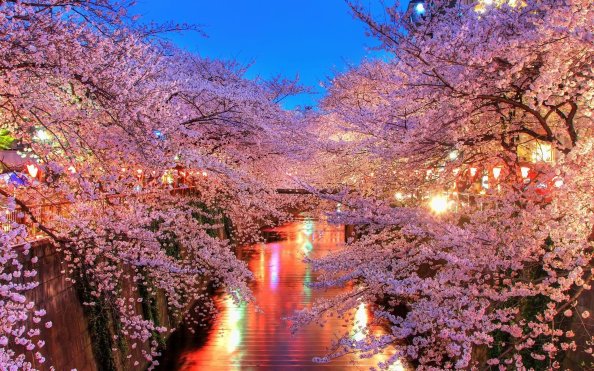 Cherry Blossom Trees