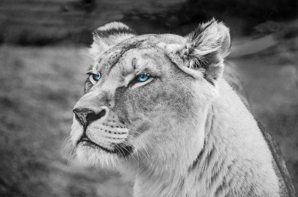 Lion Blue Eyes Monochrome 5k