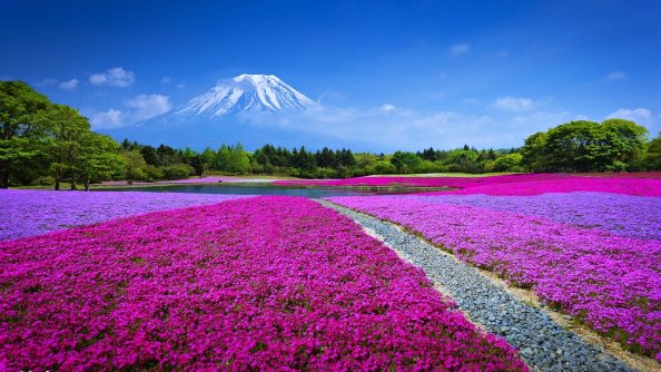 Colorful Flowers In Field