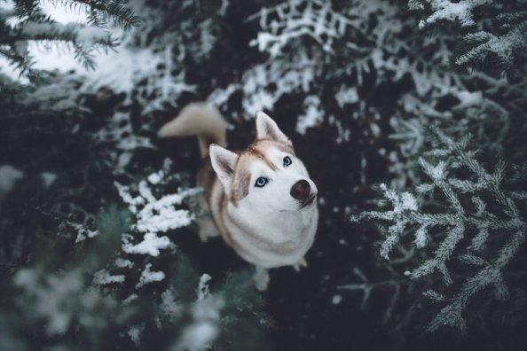 Siberian Husky HD