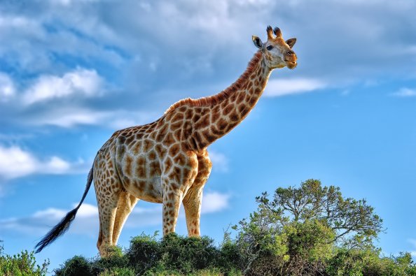 Giraffe