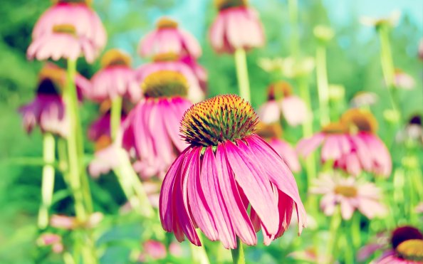 Coneflower Purple