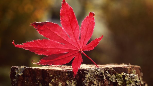 Leaf Red