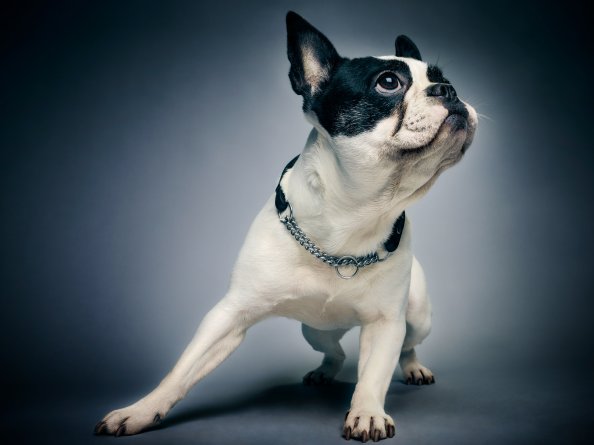 Boston Terrier