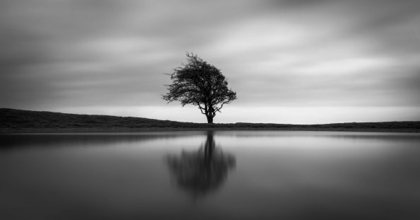Solo Tree
