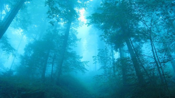 Fog In Forest