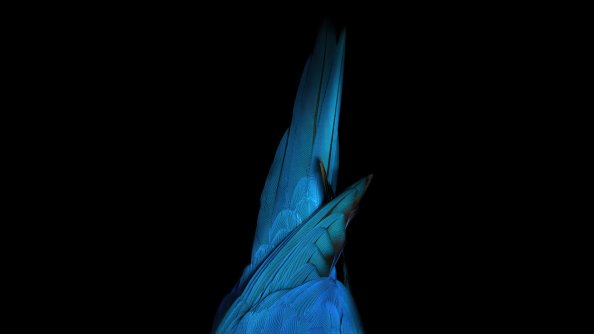 Birds Tail Oled 4k