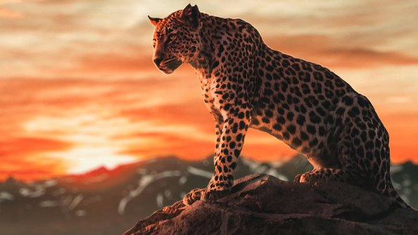 Cheetah Morning Time 4k