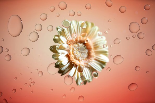 Chromebook Flower 4k