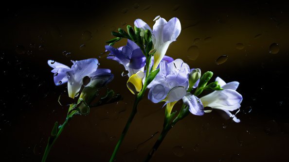 Chromebook Background Stock 4k