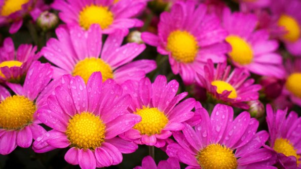 Water Drops On Pink Daisies
