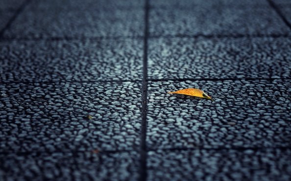 Fallen Leaf Autumn