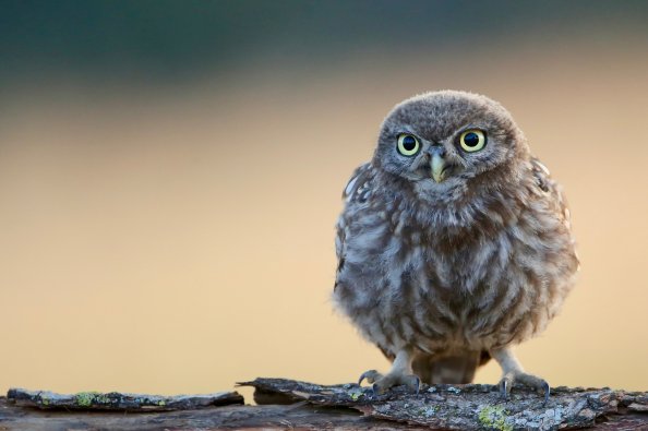 Little Cute Owl 4k