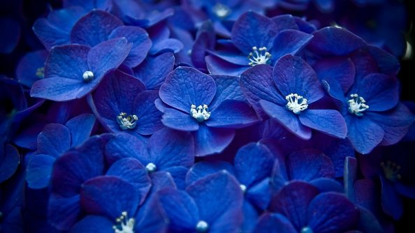 Hydrangea Blue Flower