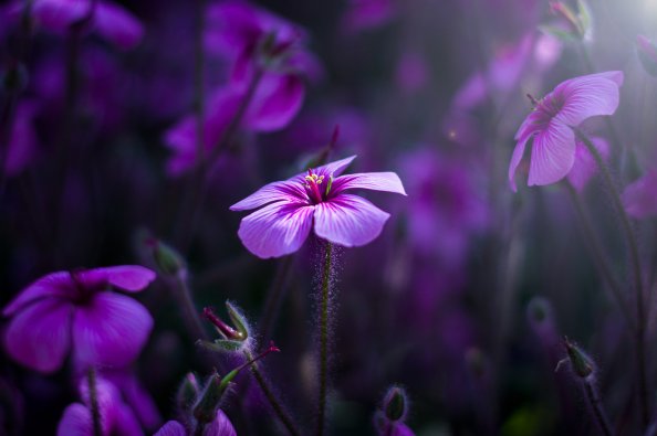 Purple Flowers