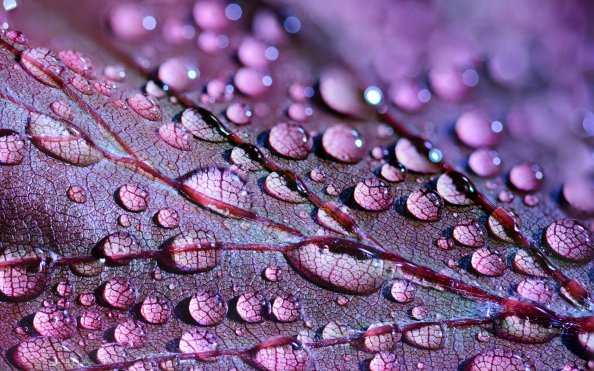 Water Drops On Leaves