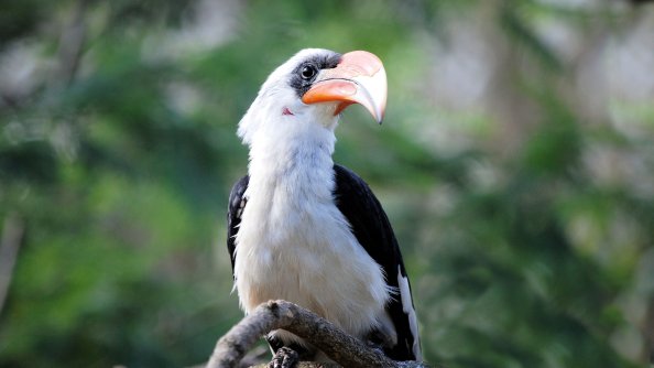 Great Hornbill Bird Beak