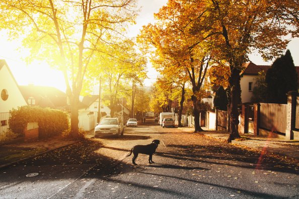 Dog On Concrete Road Homes Trees Sunlights 4k