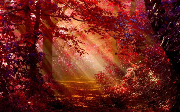 Sunlight In Autumn Forest
