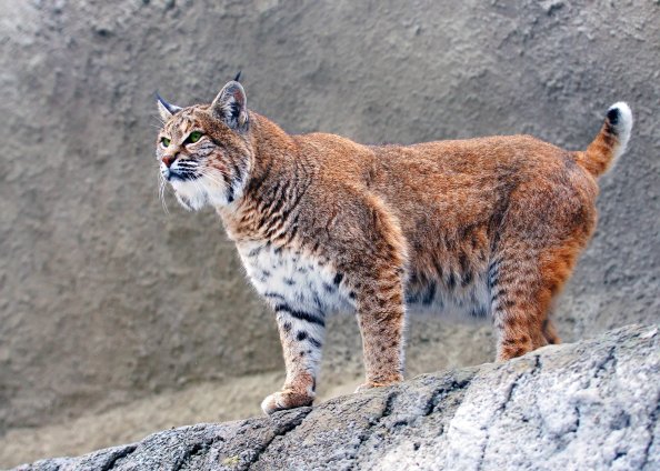 Lynx Big Cat