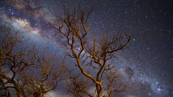 Milky Way Galaxy Tree Dark 4k