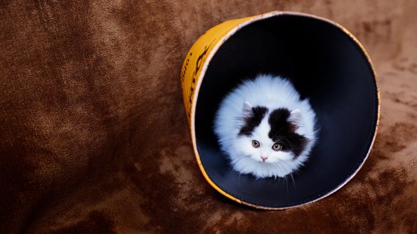 Cat In Bucket