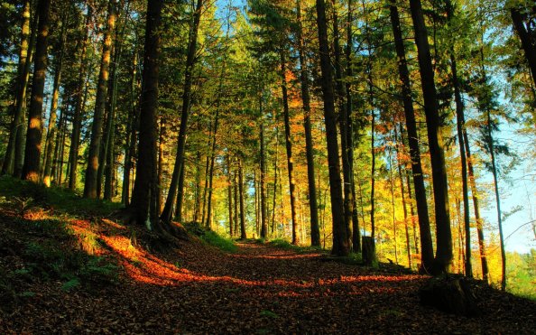 Forest Path