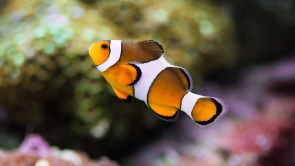 Clownfish