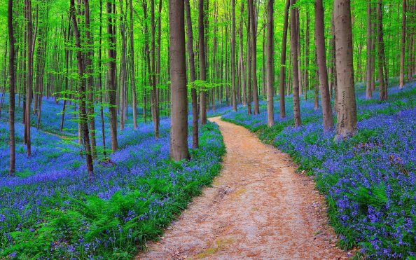 Belgium Forest Bluebells