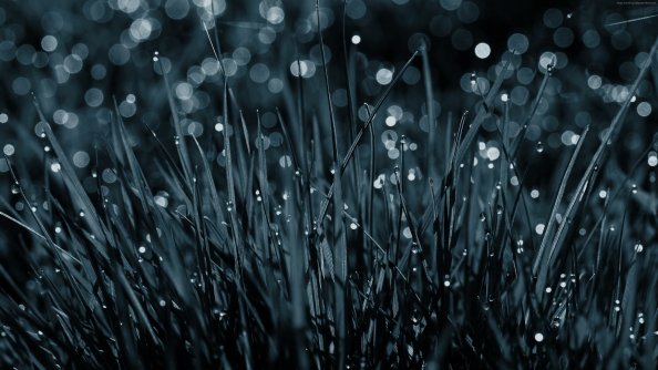 Dew Drops On Grass