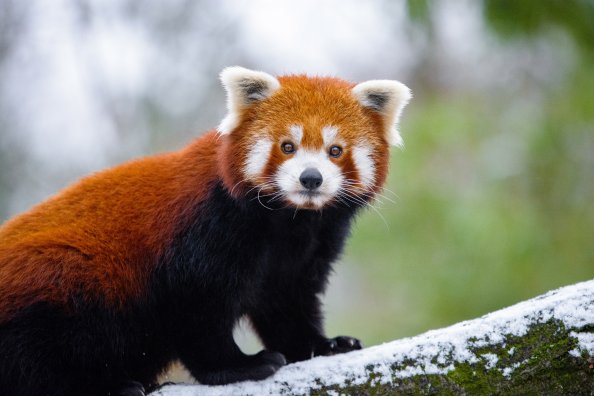 Red Panda 5k