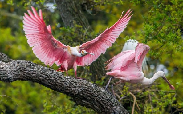 Pink Birds