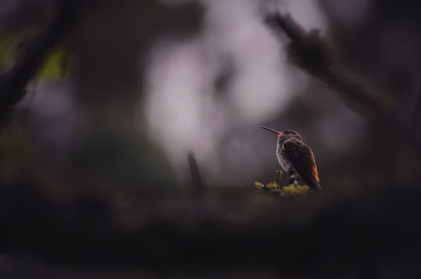 Humming Bird Sitting Down