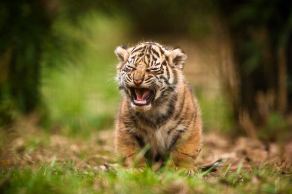 Cute Cub