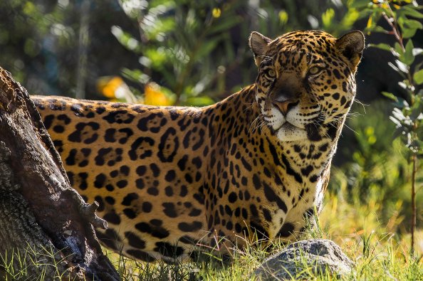 Jaguar The Big Cat