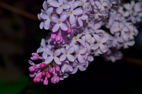 Lilac Flowers