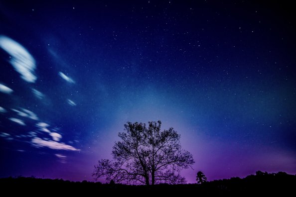 Tree Galaxy Sky 8k