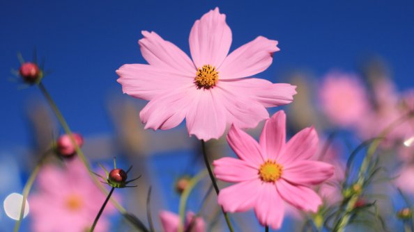 Pink Cosmos Flower