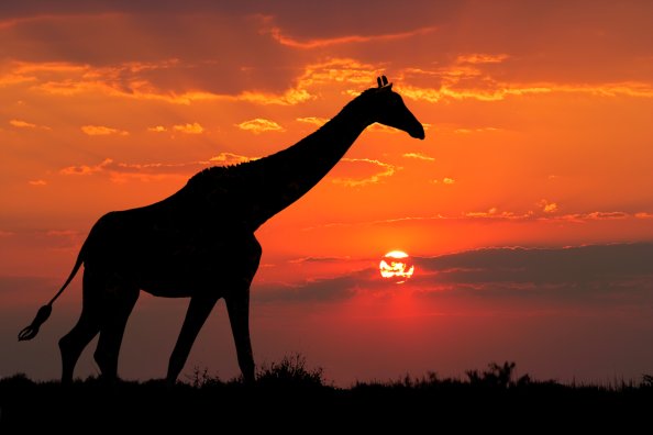 Giraffe Silhouette 4k