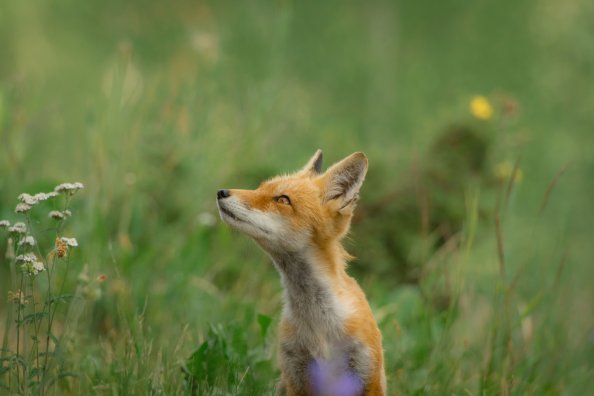 Fox Wild Field 5k