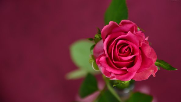 Rose 4k