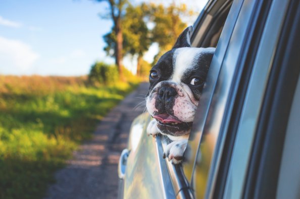 Dog Looking Outside Car Window